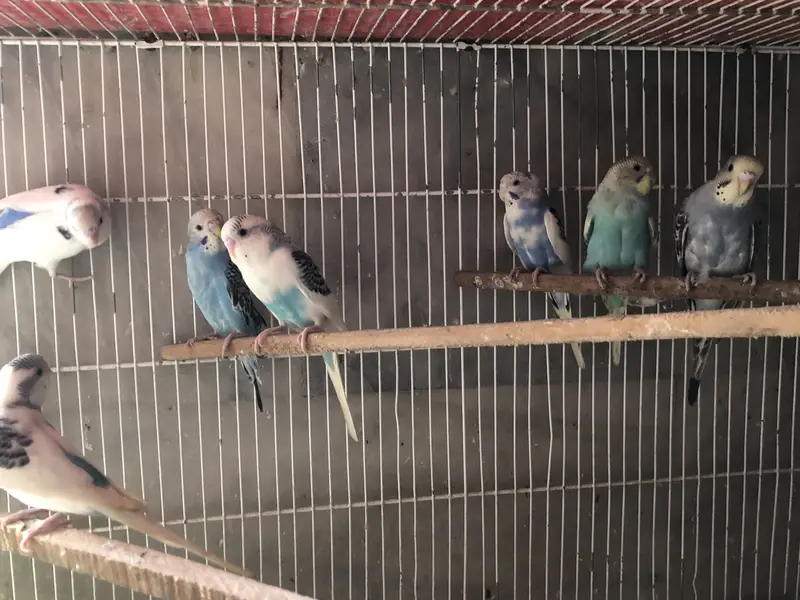 Budgie available — photo 2