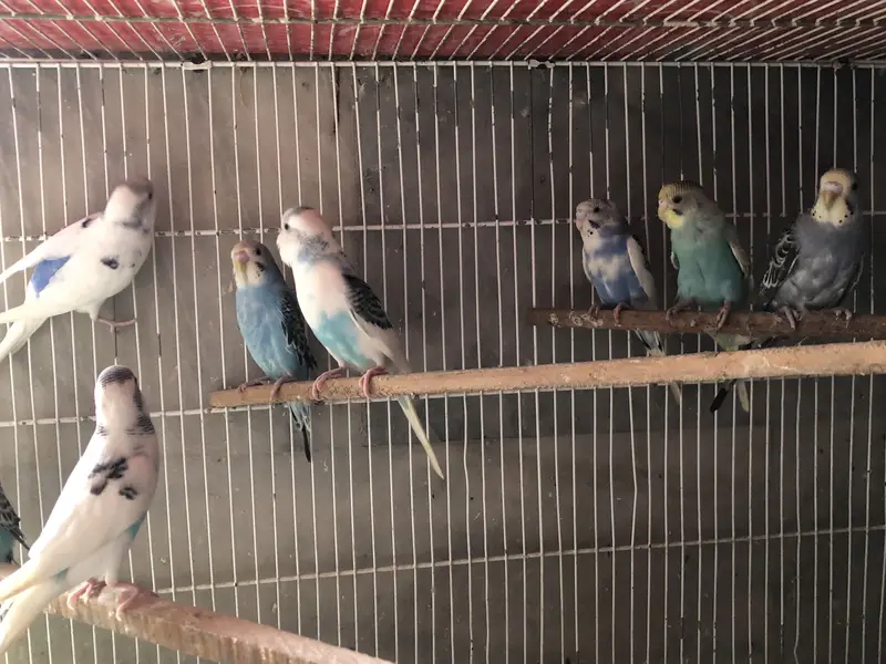 Budgie available — photo 3