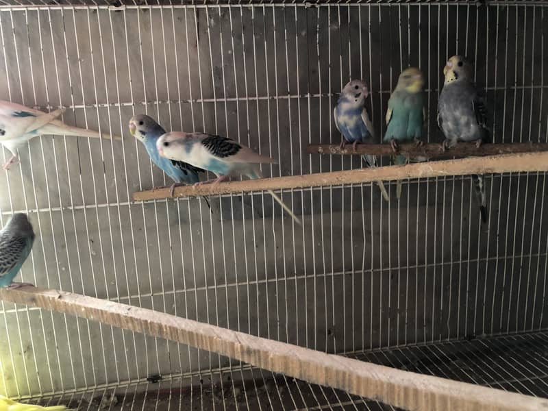 Budgie available 3