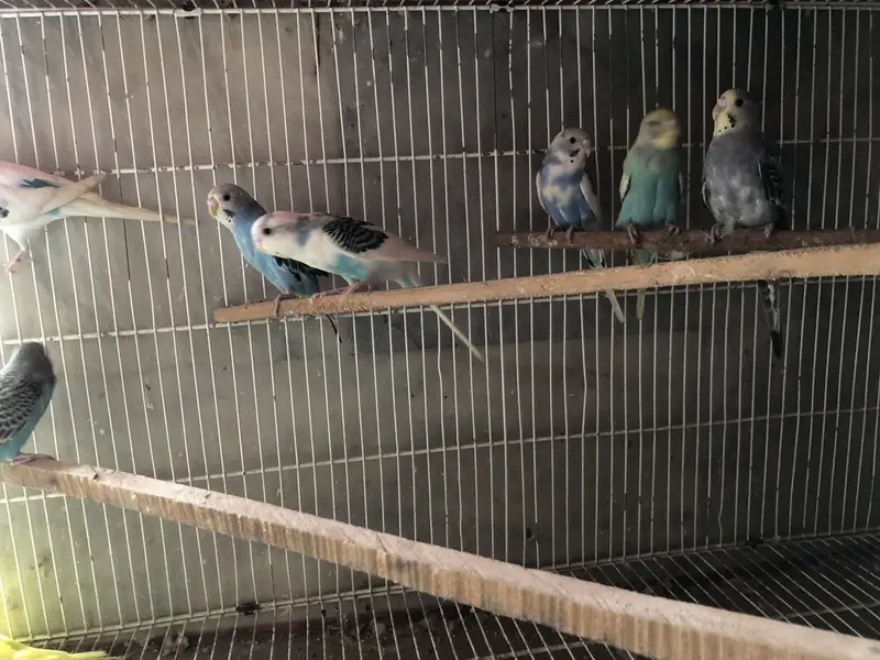 Budgie available — photo 4