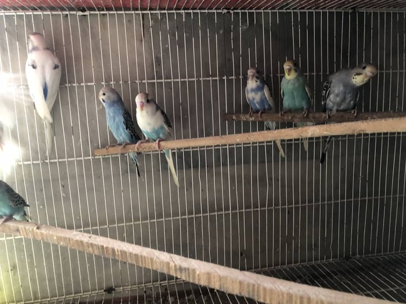 Budgie available 4