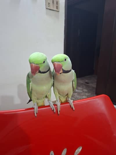 talking raw parrot for sale