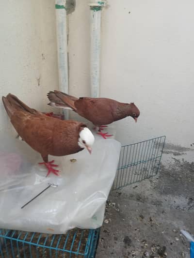 multani joggi pigeon pair with 2 chicks and one cage