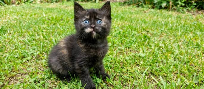 Kitten female available