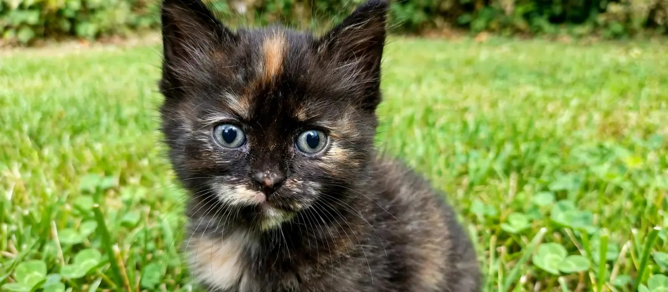 Kitten female available — photo 2