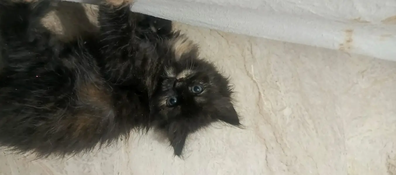 Kitten female available — photo 5