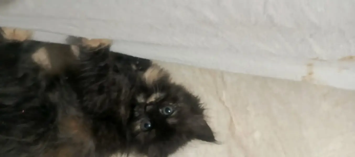 Kitten female available — photo 6