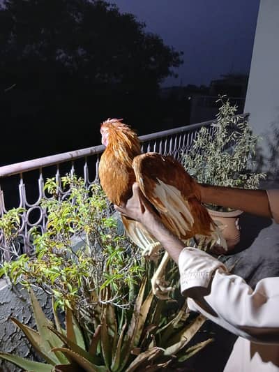 2 Desi male for sale and exchange with Ando wali females