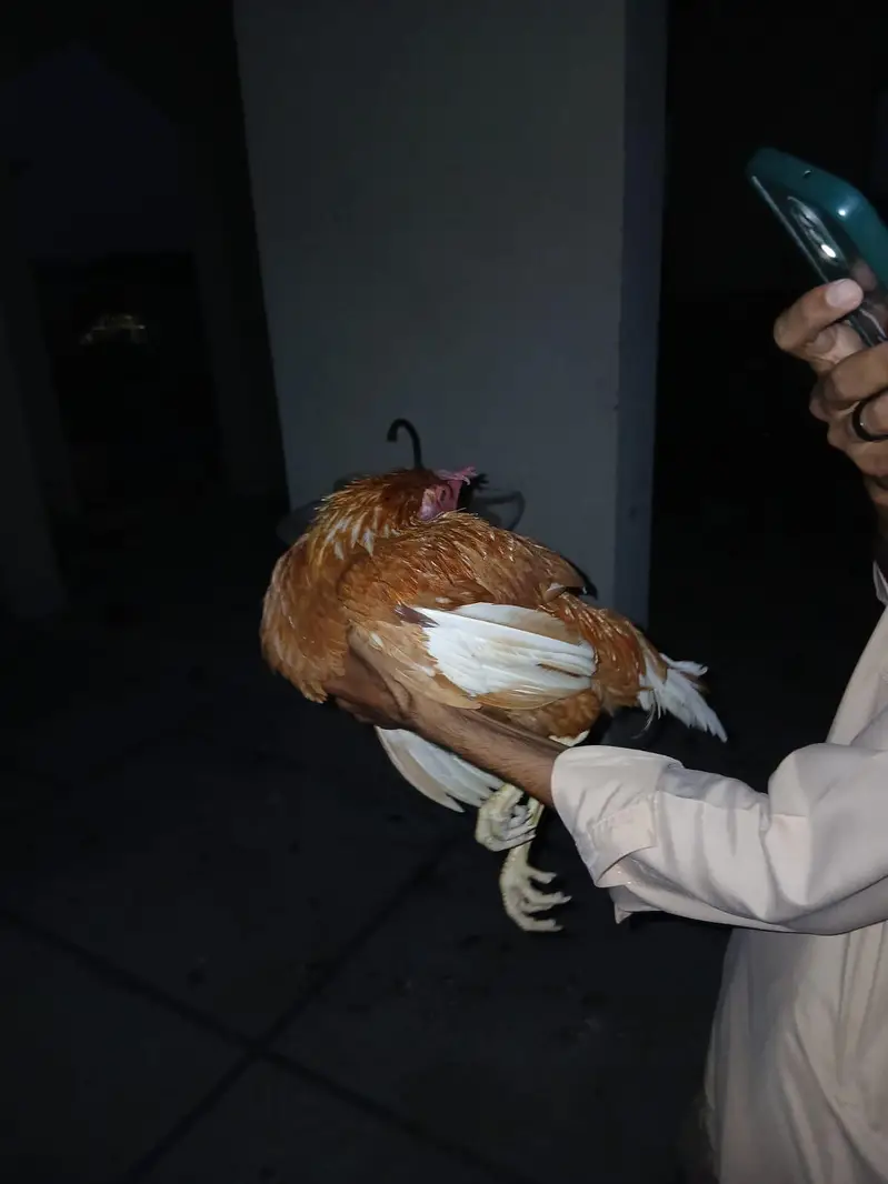 2 Desi male for sale and exchange with Ando wali females — photo 2