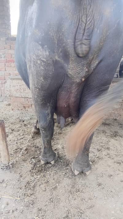 Buffalo