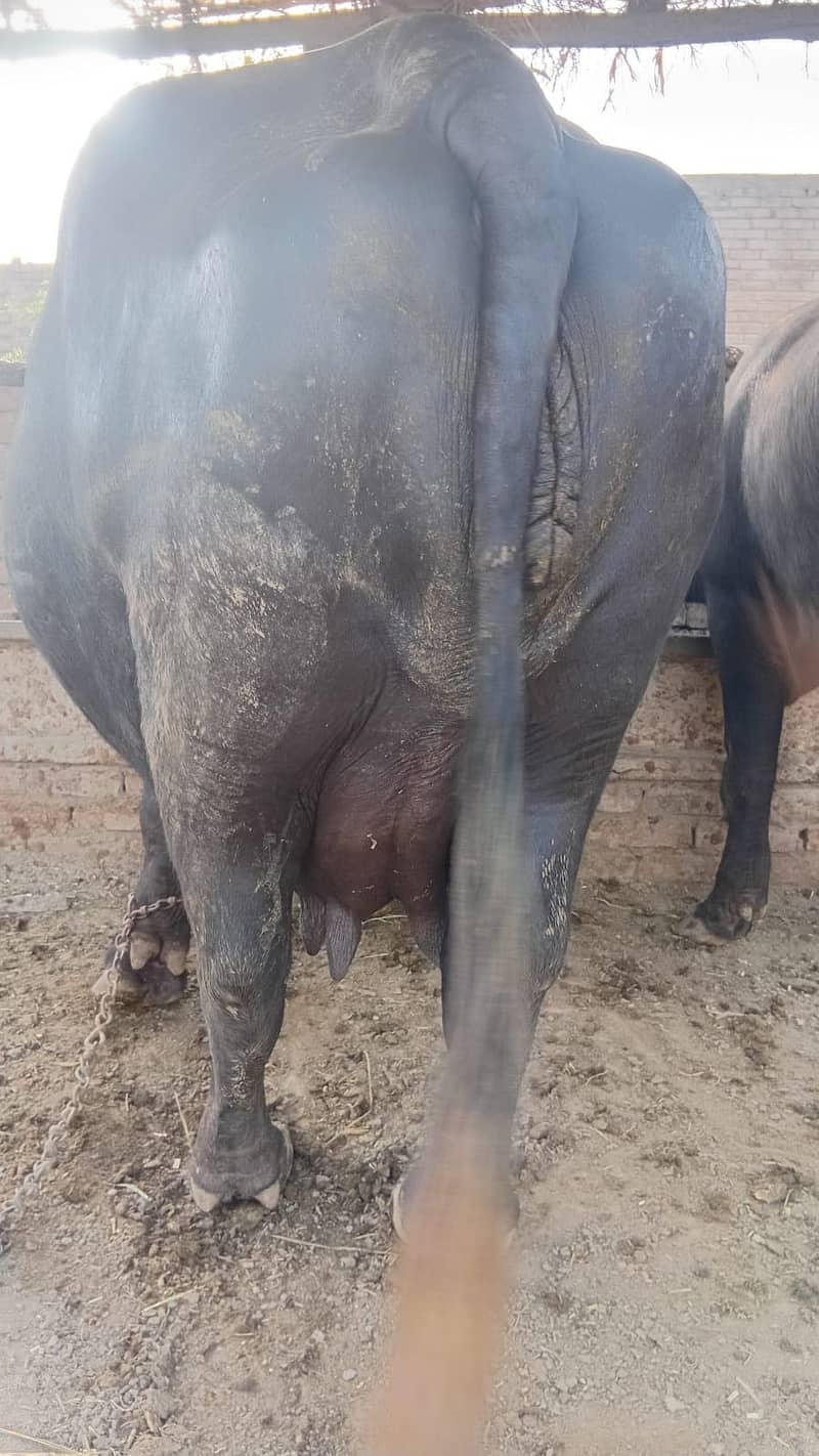 Buffalo 1