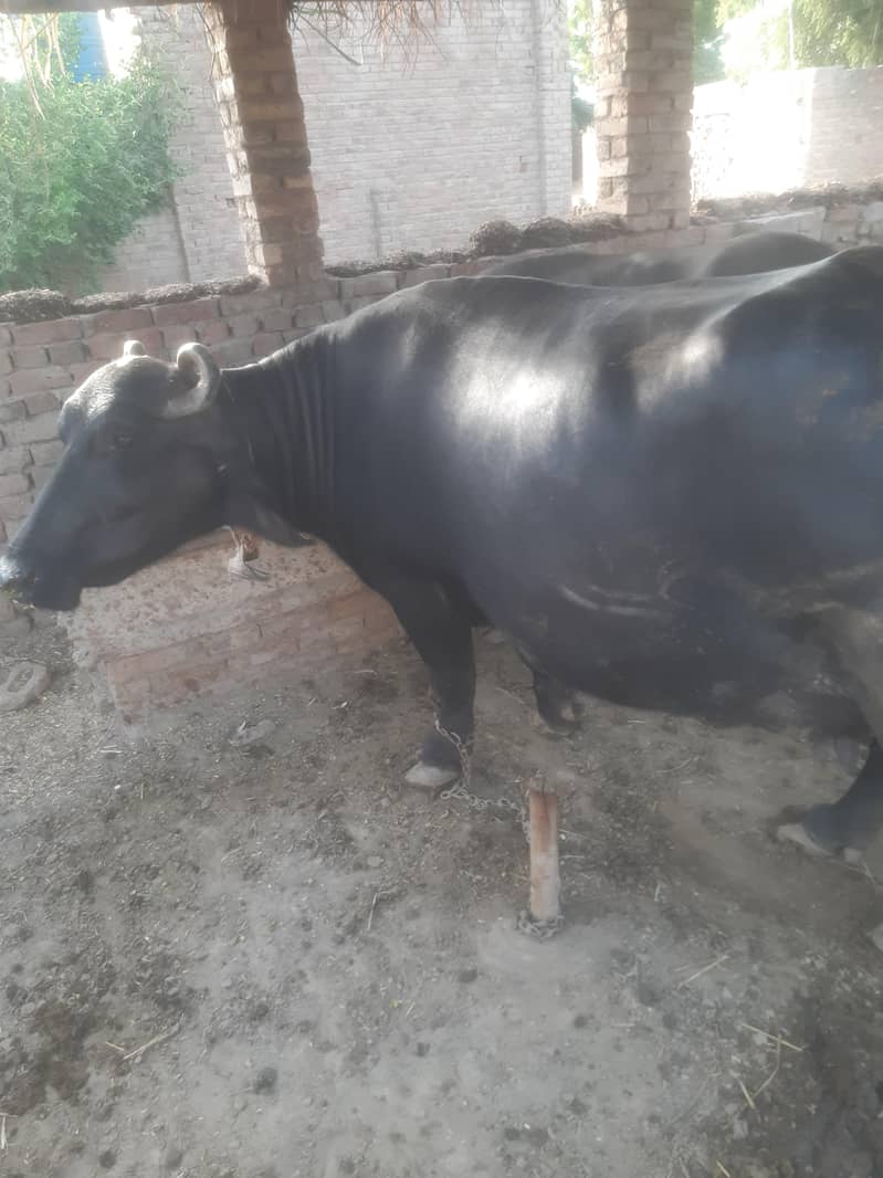 Buffalo 2