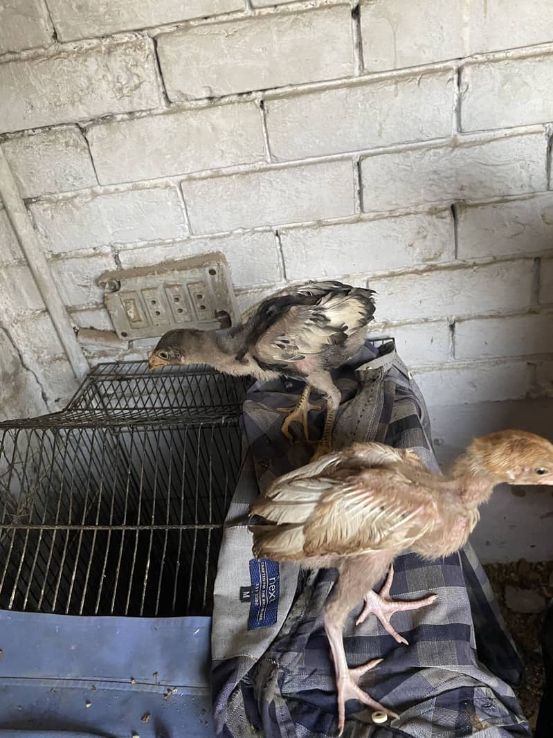 Aseel chicks 2