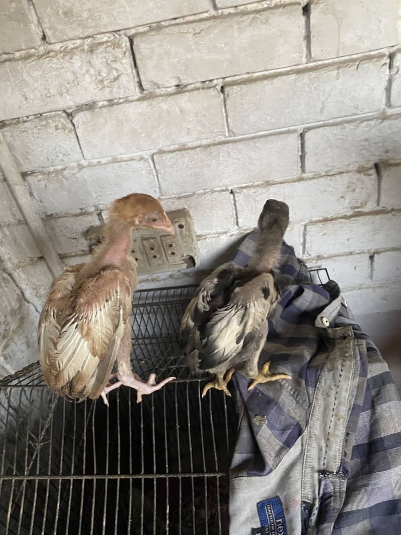 Aseel chicks 5