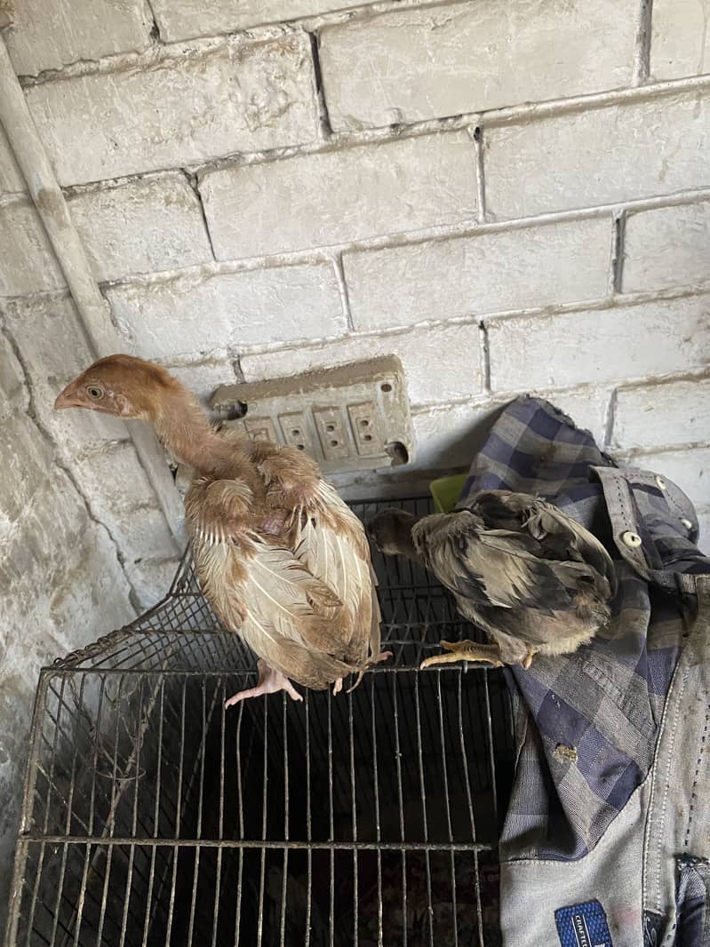 Aseel chicks 6