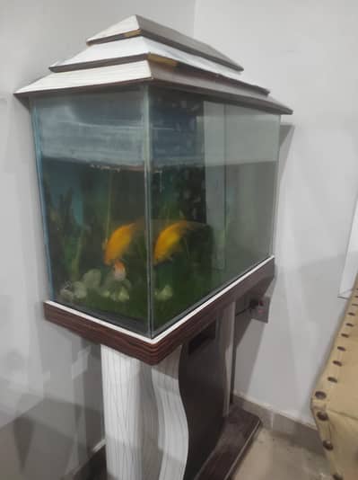Fish Aquarium