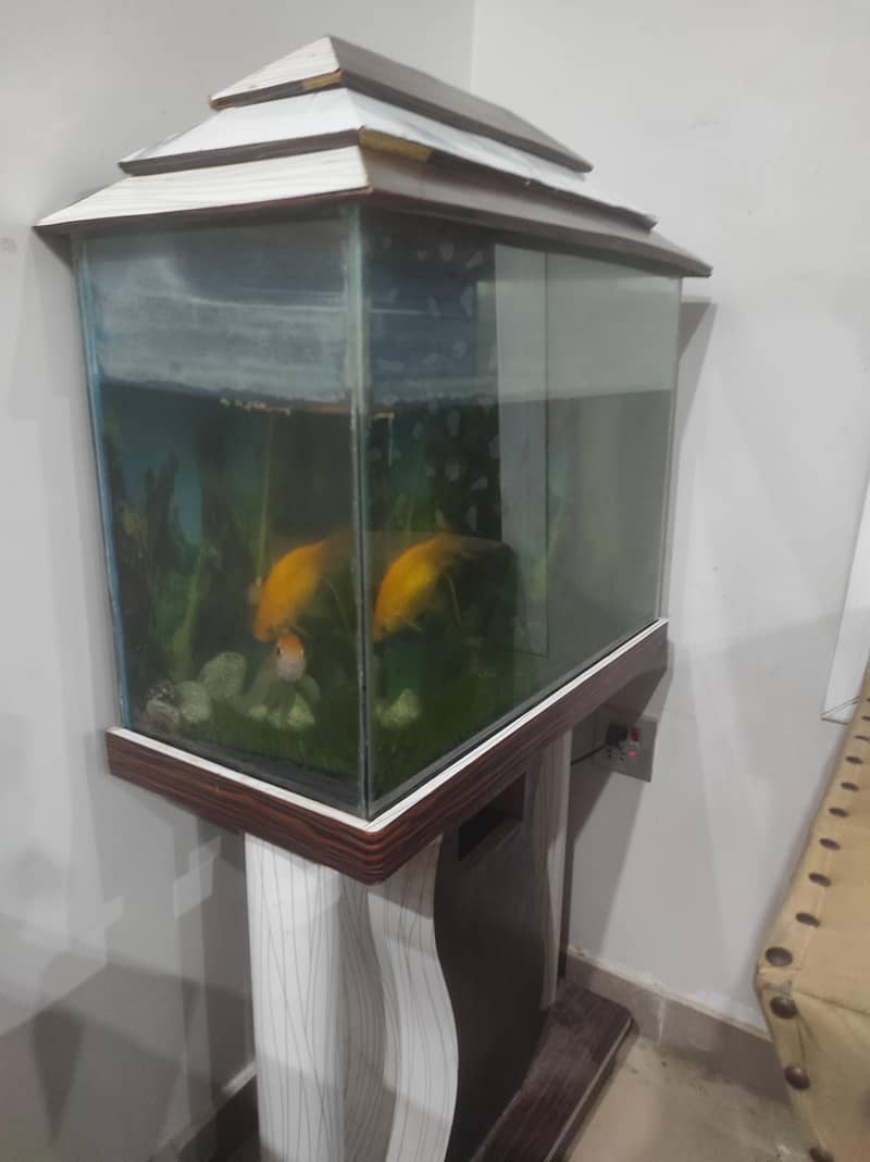 Fish Aquarium 0