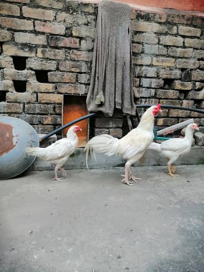 Heera pair