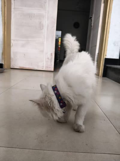 Persian Female for sale!