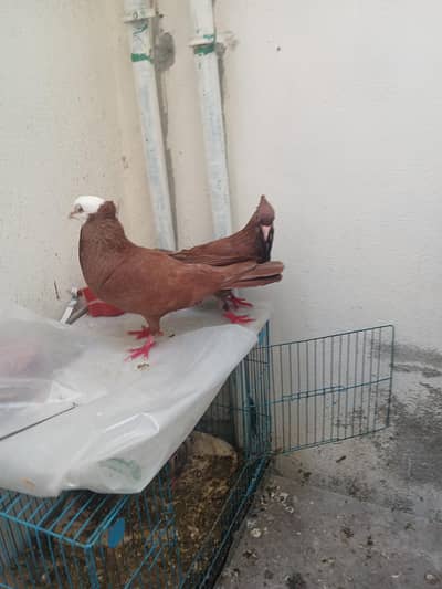 multani joggi pair with 2 chicks and one cage
