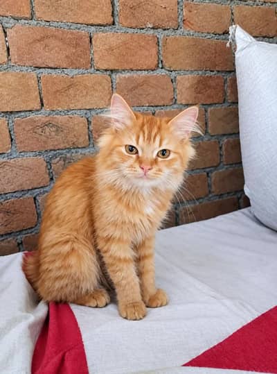 pure Parisian male aur female kitten for sale