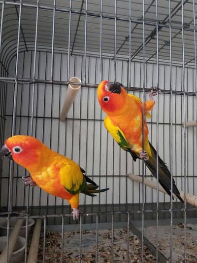 sun conure breeder pair for sale