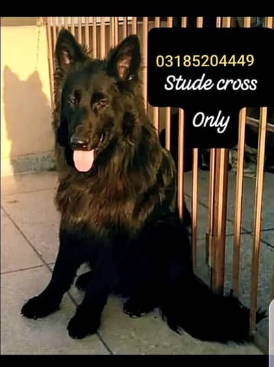 confraom breeder male only crose