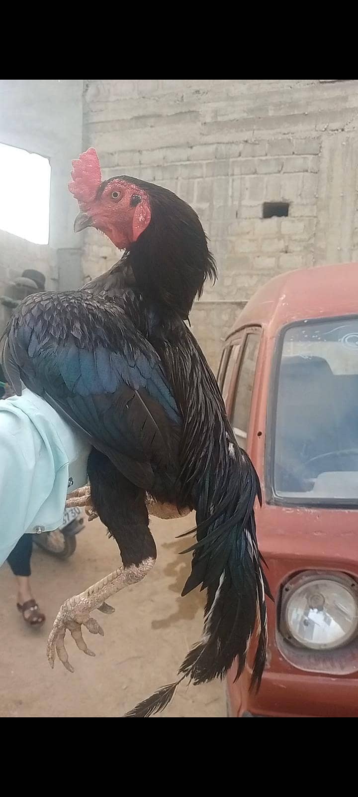 اصیل مرغا 0