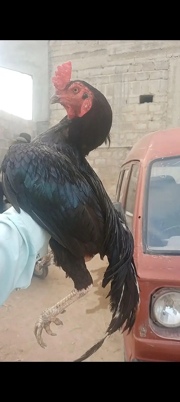 اصیل مرغا — photo 2