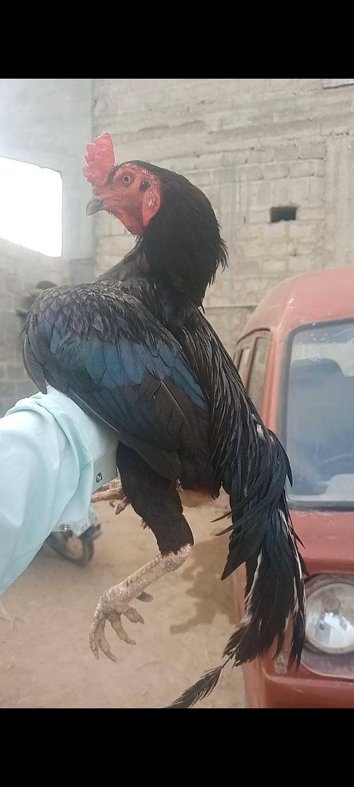 اصیل مرغا 2