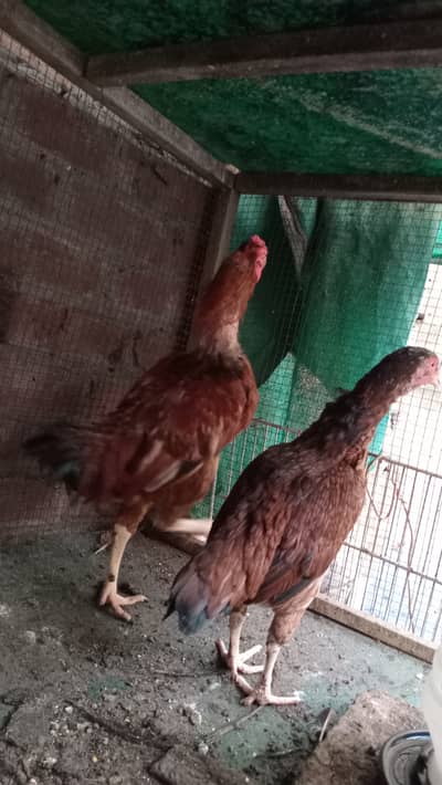 Aseel hen pair