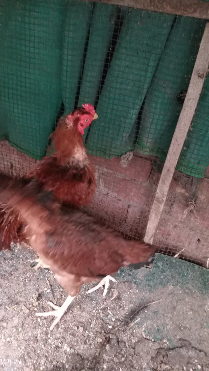 Aseel hen pair — photo 2