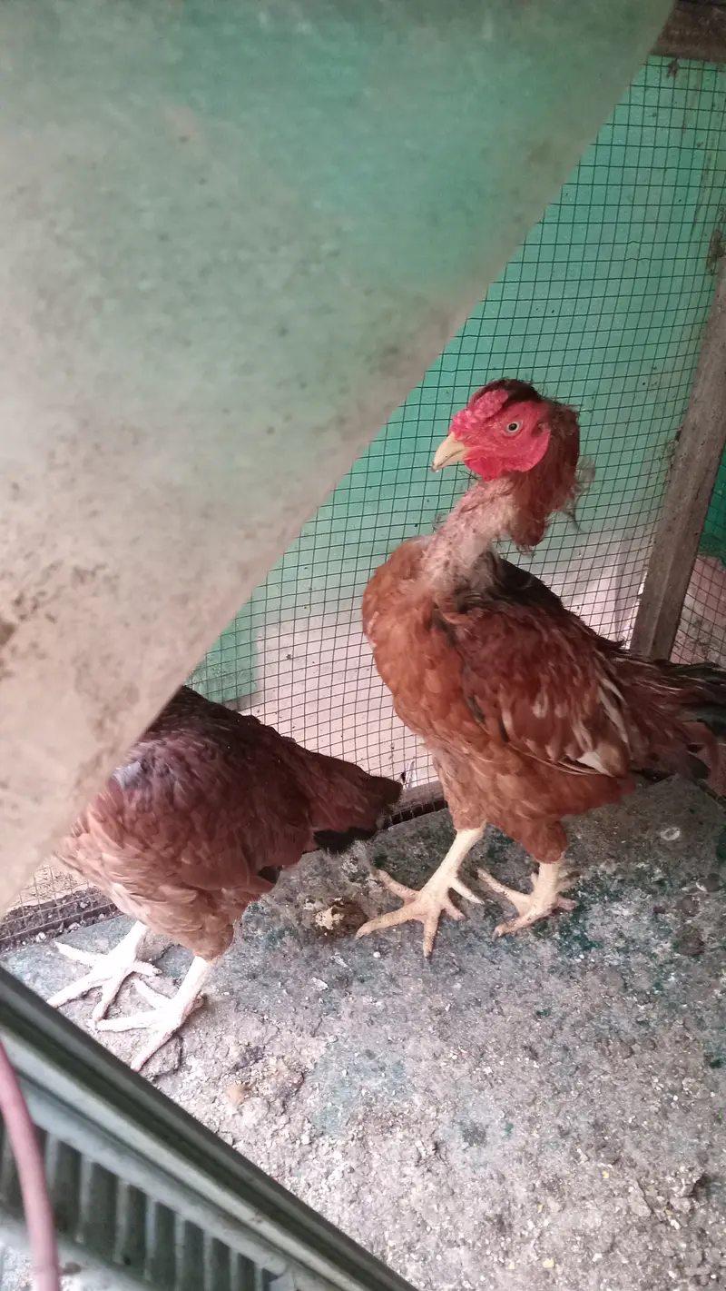 Aseel hen pair — photo 3