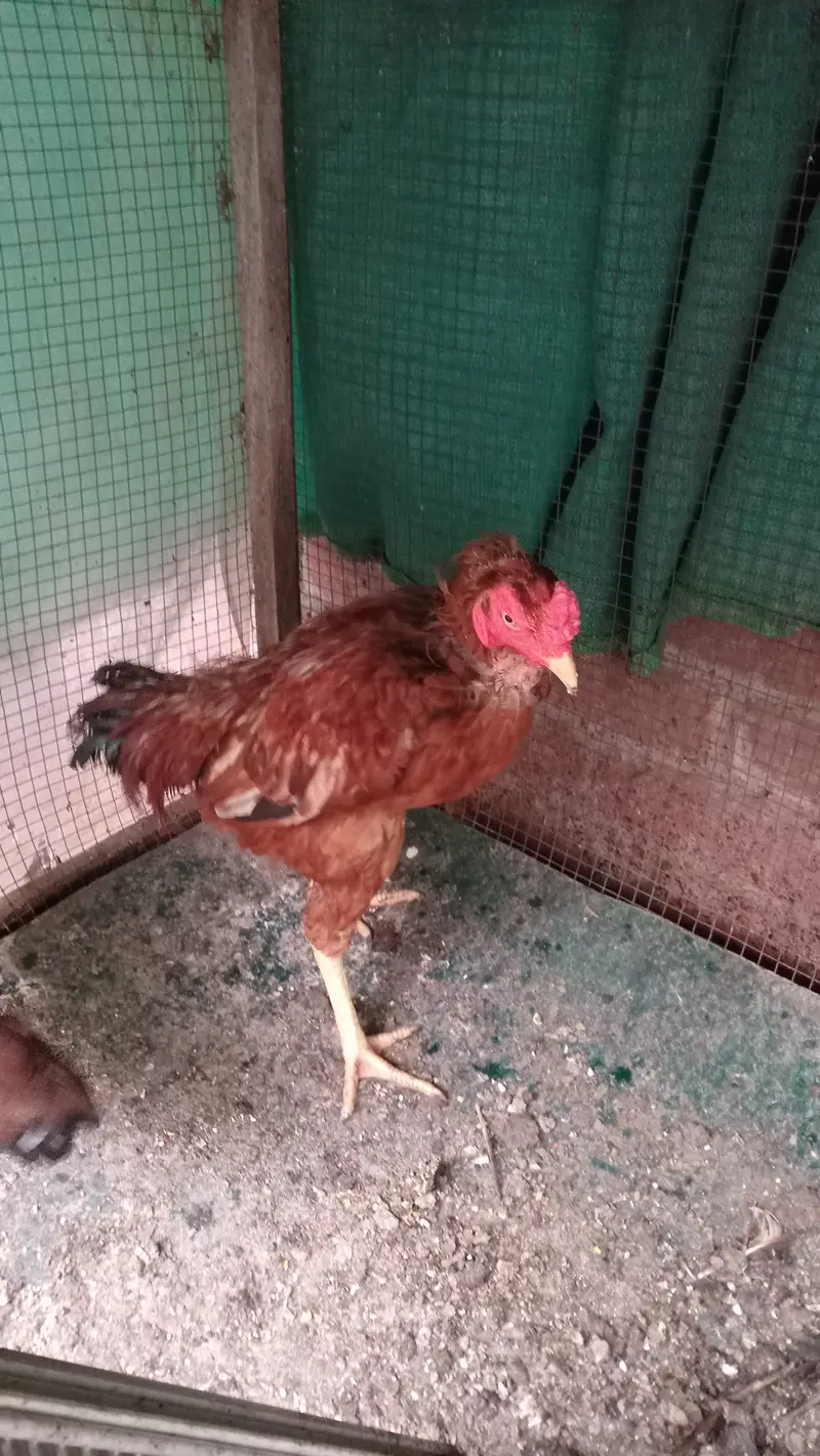 Aseel hen pair — photo 4