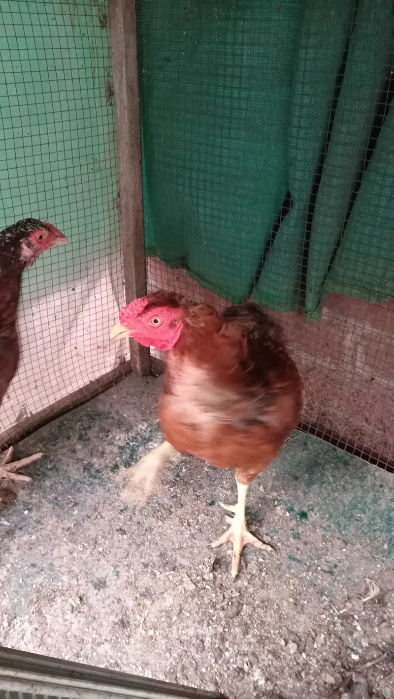 Aseel hen pair — photo 5