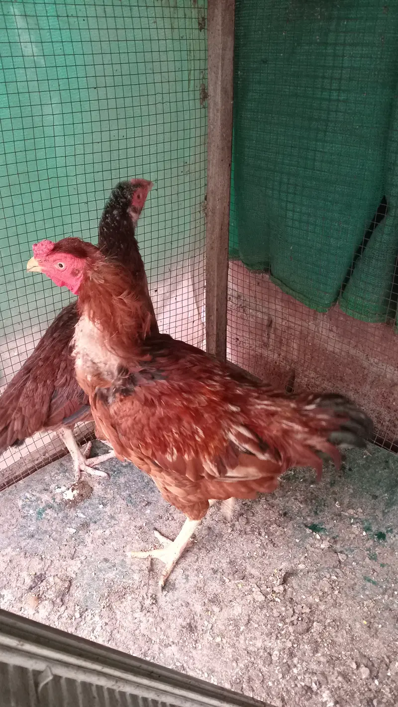 Aseel hen pair — photo 6