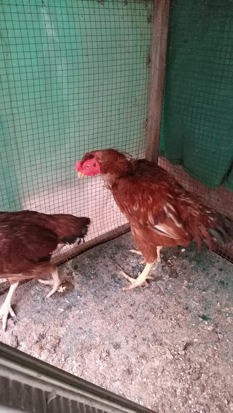 Aseel hen pair — photo 7