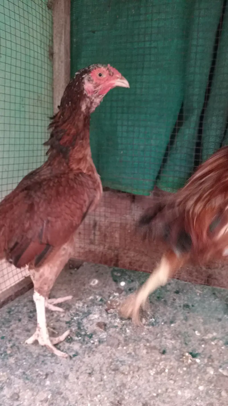 Aseel hen pair — photo 8