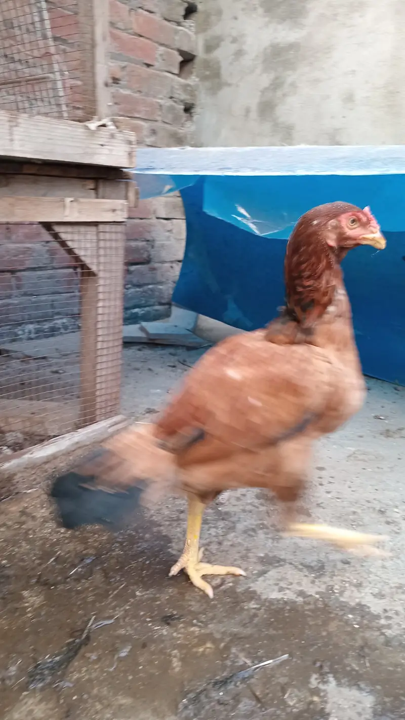 Aseel hen pair — photo 9