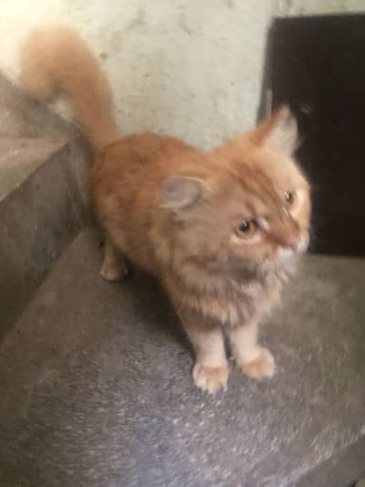 Persin golden ginger persian cat for sale urgent sale