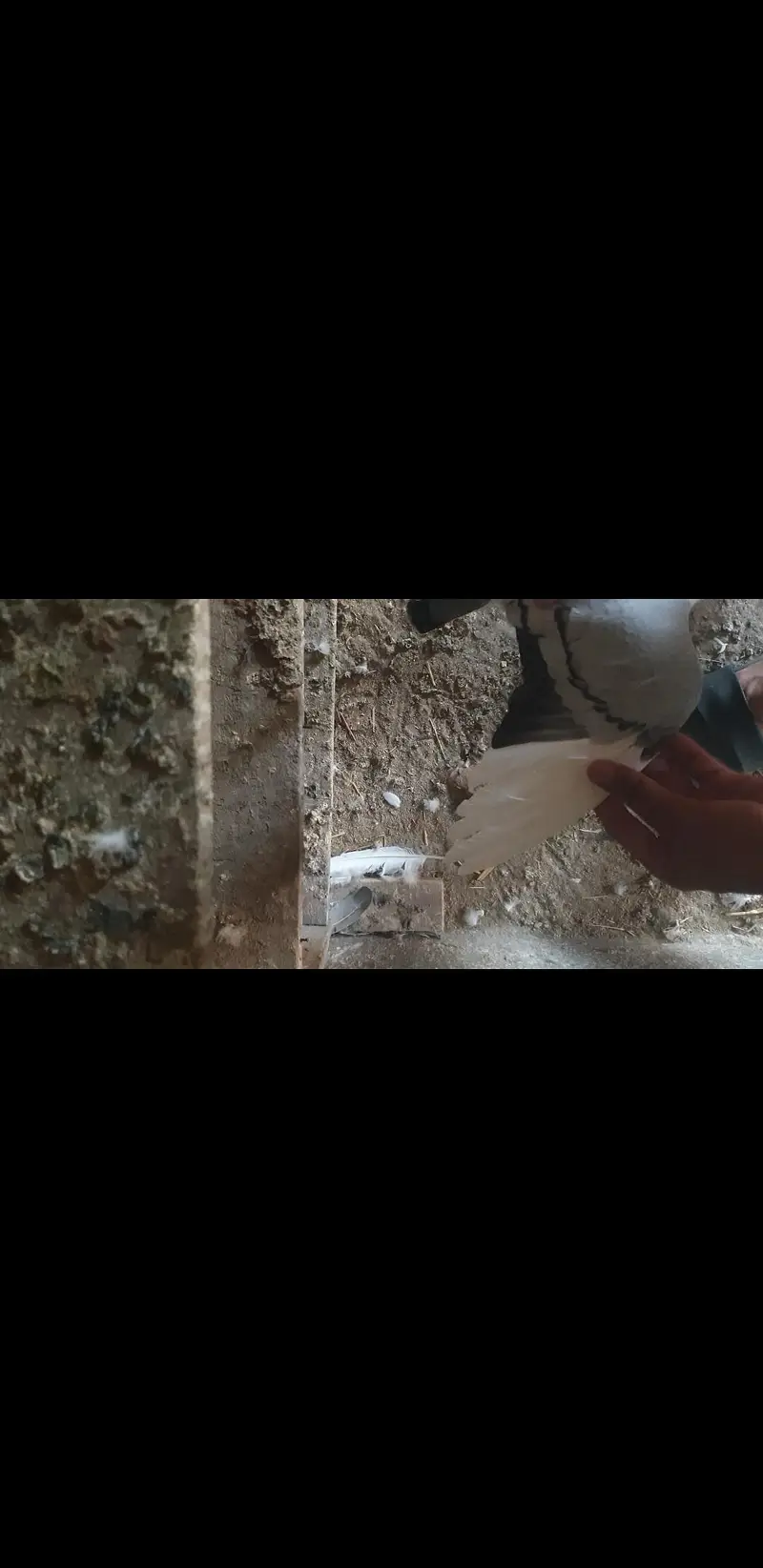 sentient breader pairs — photo 2