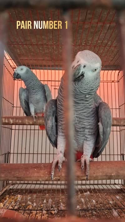 African Grey Parrot  3 Pairs 0317-2151409