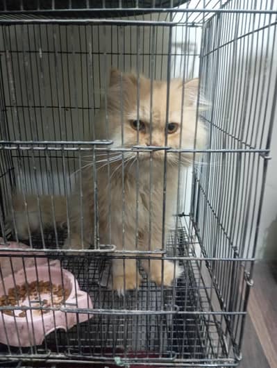 pershian cat for sale