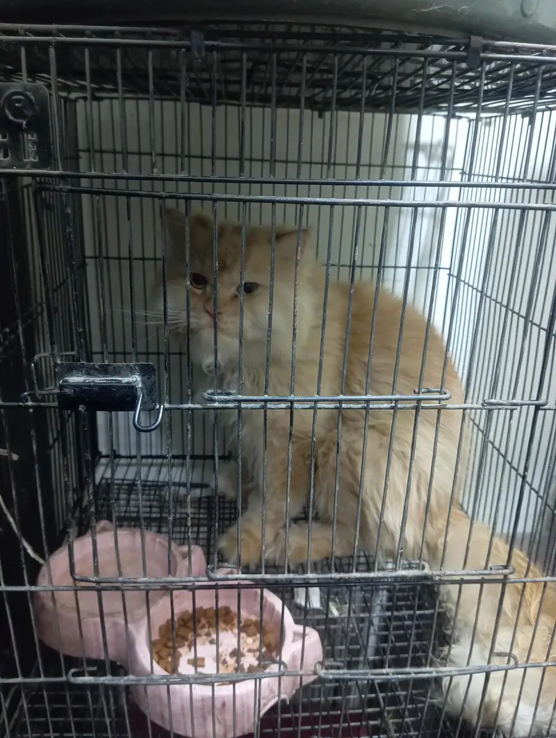 pershian cat for sale — photo 2