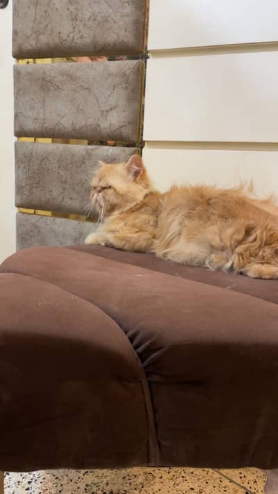 Imported cats