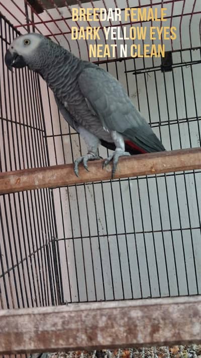 African Grey Parrot Female 0317-2151409
