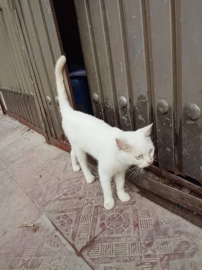 nice cat