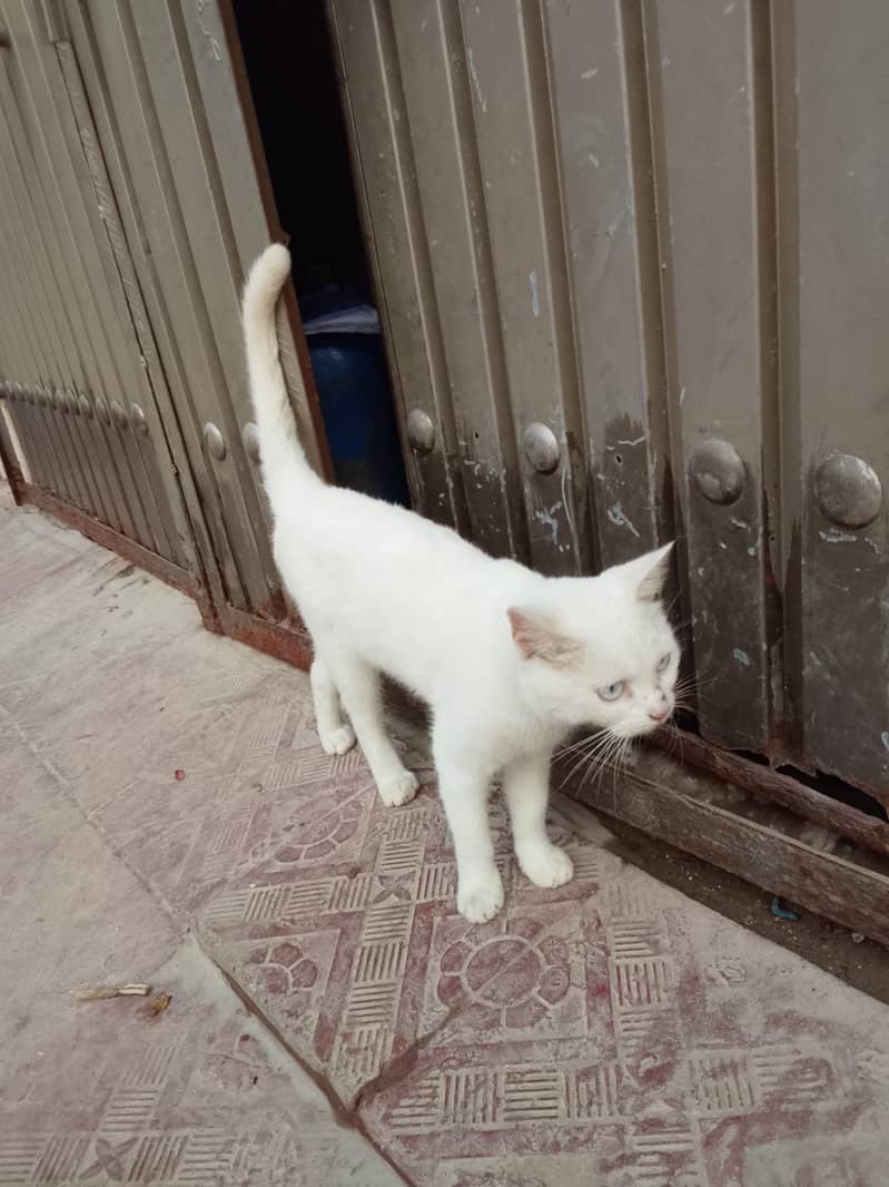 nice cat 0