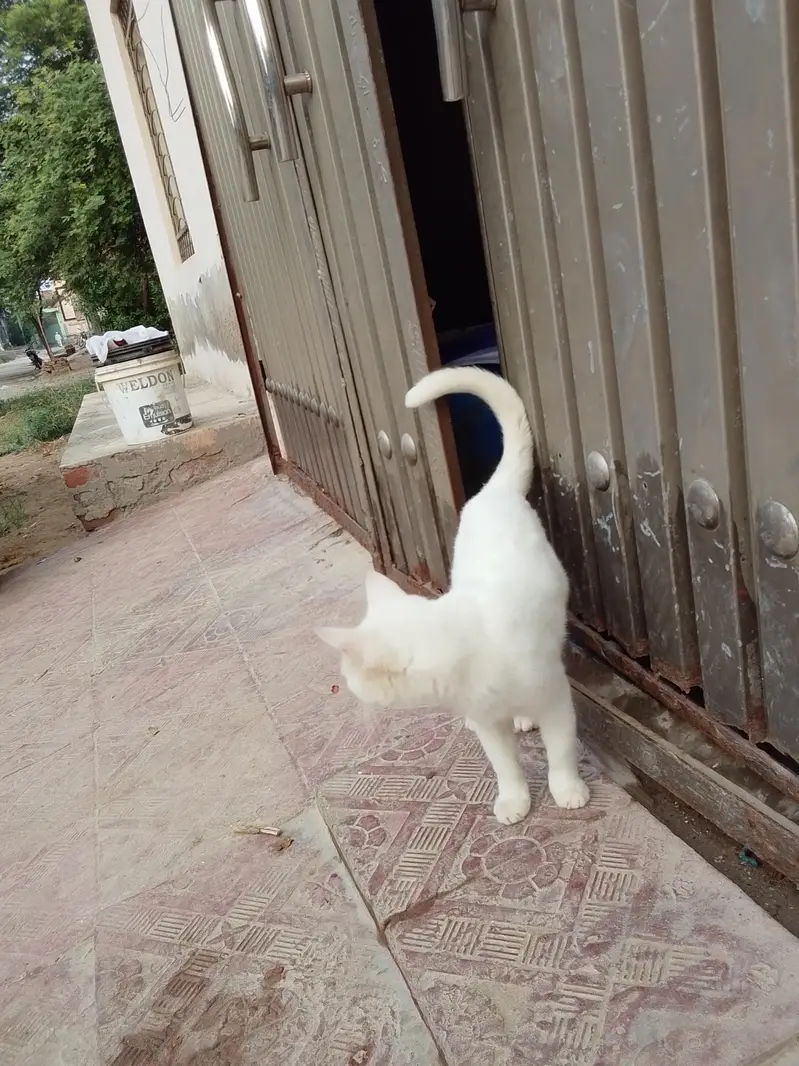 nice cat — photo 2
