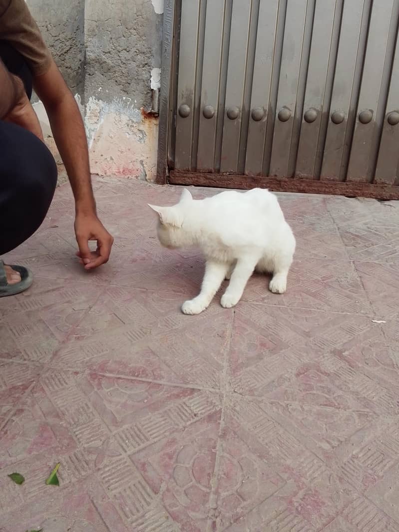 nice cat 2